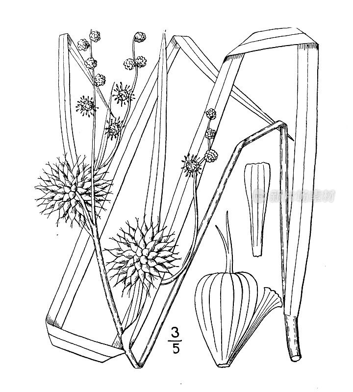 古植物学植物插图:三棱Sparganium eurycarpum，宽果，具洞